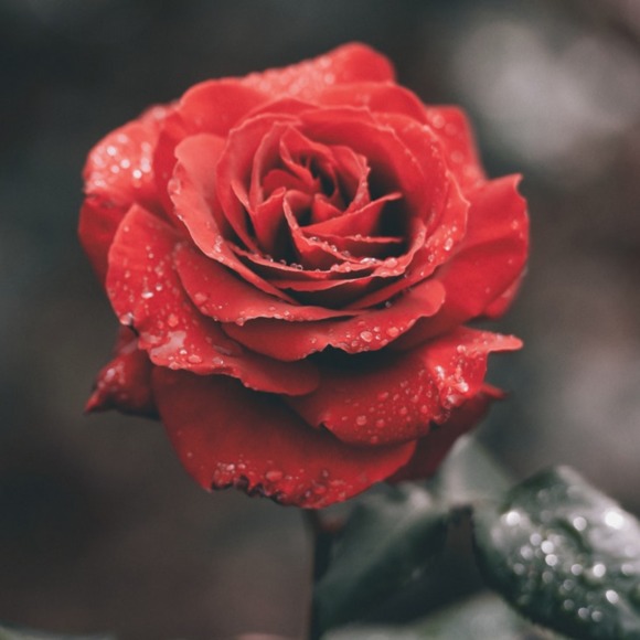 rosegoldpetal